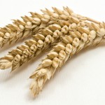 France : le rendement en blé devrait être proche de 72 q/ha !