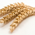 L’oïdium du blé : s’adapter pour mieux parasiter !