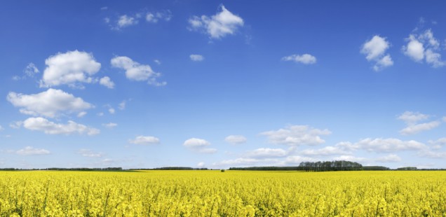 Bayer va donner accès aux études sur le glyphosate