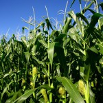 OGM : Monsanto retire ses demandes de culture dans l’Europe