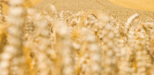 Agritel prévoit une récolte de blé plutôt positive