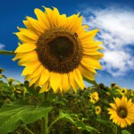 Axéréal lance une filière tournesol bas gaz à effet de serre (GES)