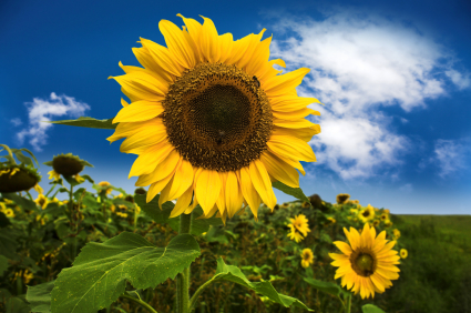 Axéréal lance une filière tournesol bas gaz à effet de serre (GES)