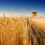 Tous les détails sur la qualité et les rendements des récoltes céréales 2013 !