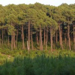 Un inventaire national des ressources génétiques forestières disponible dès aujourd’hui !