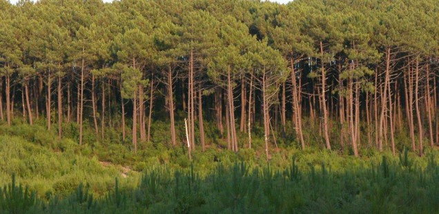 Quand des principes de l’agroécologie s’appliquent aux recherches en écologie forestière !