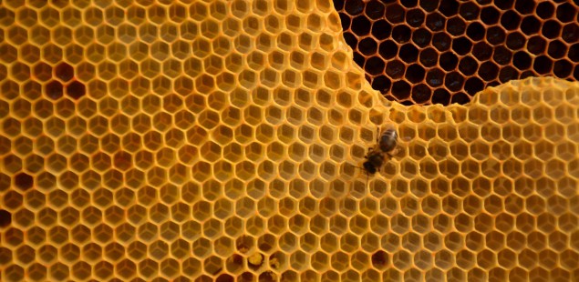 Les produits phytos finalement peu responsables de la mortalité des abeilles ?