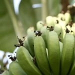 Le champignon « tueur » de banane met en danger la production mondiale