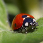 Le ministère de l’Agriculture mise sur le biocontrôle