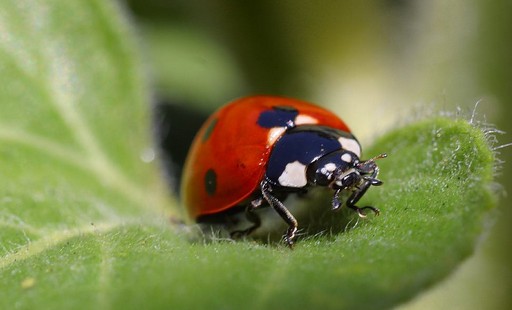 Biocontrôle : La croissance du marché sur les filières agricole se tasse légèrement