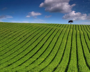 Les effets de l’augmentation du CO2 atmosphérique sur l’agriculture