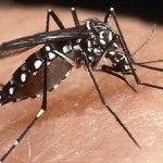 Le moustique OGM à l’assaut du Brésil !