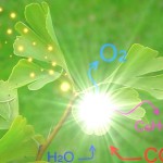 La physique quantique à l’origine de la photosynthèse ?