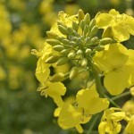 Une étude révèle l’impact des pollinisateurs sur le rendement du colza