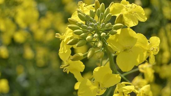 Une étude révèle l’impact des pollinisateurs sur le rendement du colza