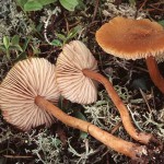 Des chercheurs décryptent le « dialogue » entre le champignon et l’arbre