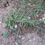 Traquer les mauvaises herbes avec leur ADN, c’est possible !