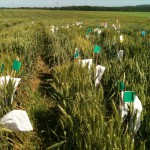 Les premières variétés de blé tendre plus efficientes en azote bientôt sur le marché