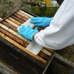 Un nouveau produit pour lutter contre le varroa de l’abeille