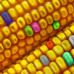 Les États libres d’interdire les OGM sur leur territoire !
