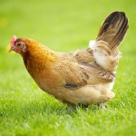 Les poules à l’origine de l’engrais du futur ?