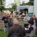 Les vaches aiment les robots, même au champ !