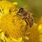 Insecticides et mauvais temps, de quoi faire perdre la tête à nos abeilles !