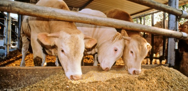 Lancement d’un outil d’évaluation en élevage bovin