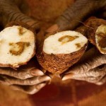 Le manioc est-il « une bombe à retardement » ?