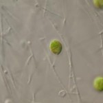 Des algues dépolluantes dans les élevages ?