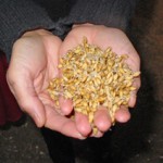 Comment utiliser des lots faiblement germés pour faire des semences ?