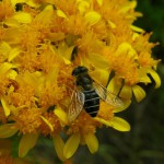 Un nouveau biopesticide à base de venin d’araignée ?