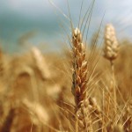Des tensions entre coopératives !