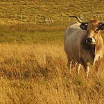 Une coopérative agricole lance une enseigne nationale de distribution alimentaire