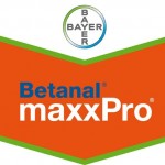 Bayer lance une nouvelle solution pour les planteurs de betterave