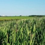 Limagrain insiste dans la recherche