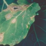 Des avancées dans la recherche sur le phoma du colza