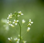 Les stratégies des plantes pour optimiser l’utilisation des nitrates !