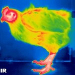 L’Inra propose une nouvelle méthode pour réduire le stress thermique des poulets !