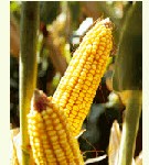 OGM : Une double décision… qui ne satisfait personne !