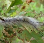 Planter des arbres européens en Chine pour identifier les espèces invasives