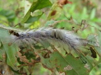 Planter des arbres européens en Chine pour identifier les espèces invasives