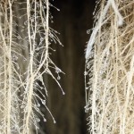 BASF s’intéresse au marché des « plantes à traire » !