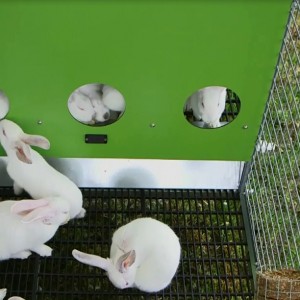 Des cages « terriers » pour lapins !