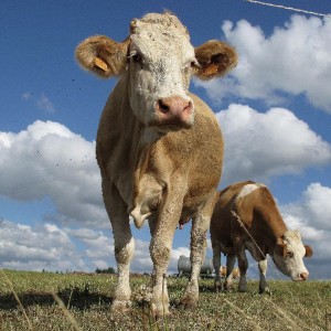 Une avancée dans la lutte contre les pneumonies humaines et bovines