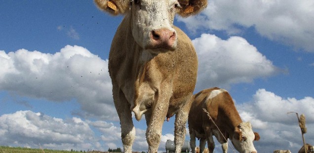 L’origine de l’encéphalopathie spongiforme bovine identifiée ?