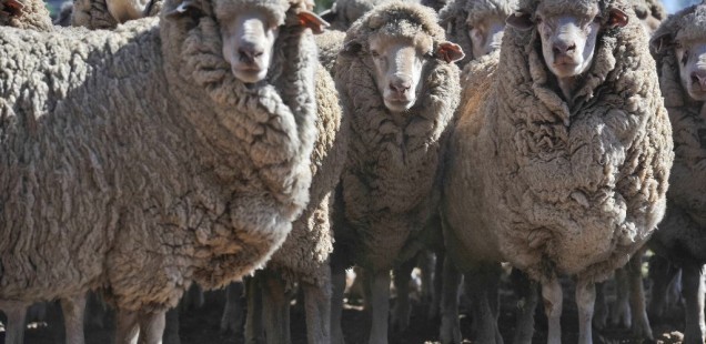 Pour survivre, le virus de la fièvre catarrhale ovine détourne une fonction cellulaire de son hôte