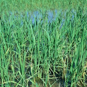 Un riz GM très nourrissant… et peu polluant !