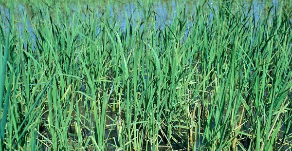 Un riz GM très nourrissant… et peu polluant !