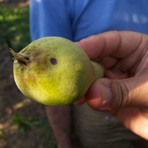 Un nouveau fongicide anti-tavelures polyvalent pour arbres fruitiers à pépins